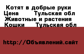 Котят в добрые руки › Цена ­ 0 - Тульская обл. Животные и растения » Кошки   . Тульская обл.